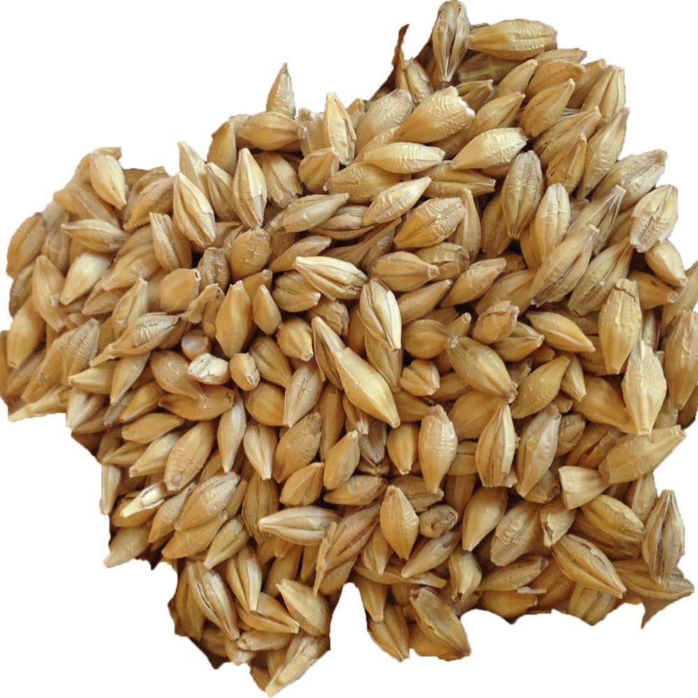 Barley – wholesale supply from Global Trade Wholesale Ltd