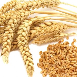Wheat – wholesale supply from Global Trade Wholesale Ltd