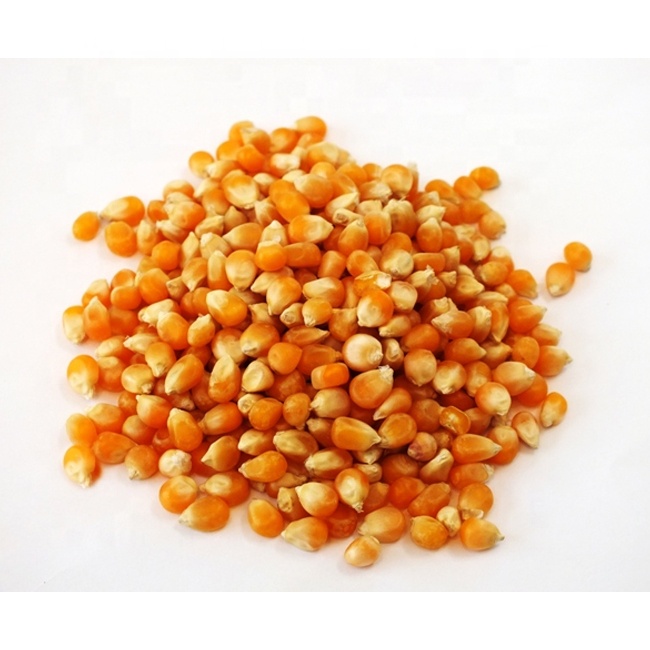 Yellow Corn – wholesale supply from Global Trade Wholesale Ltd